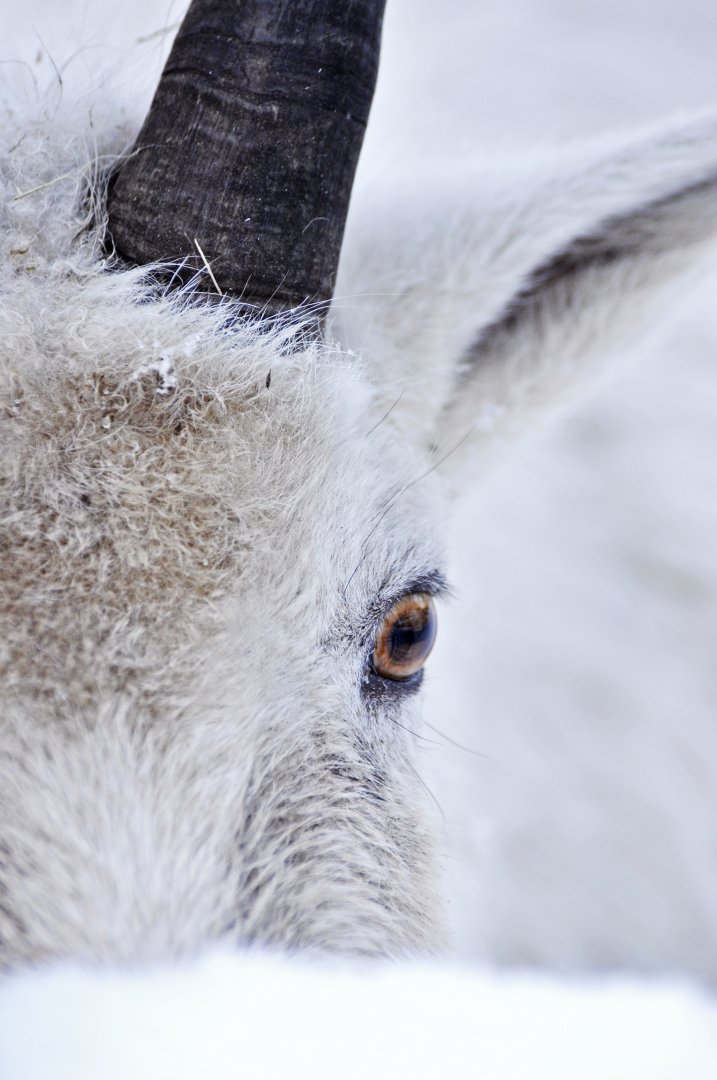 Rocky Mountain goat (Oreamnos americanus)