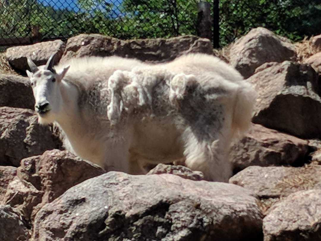 Rocky mountain goat (Oreamnos americanus)