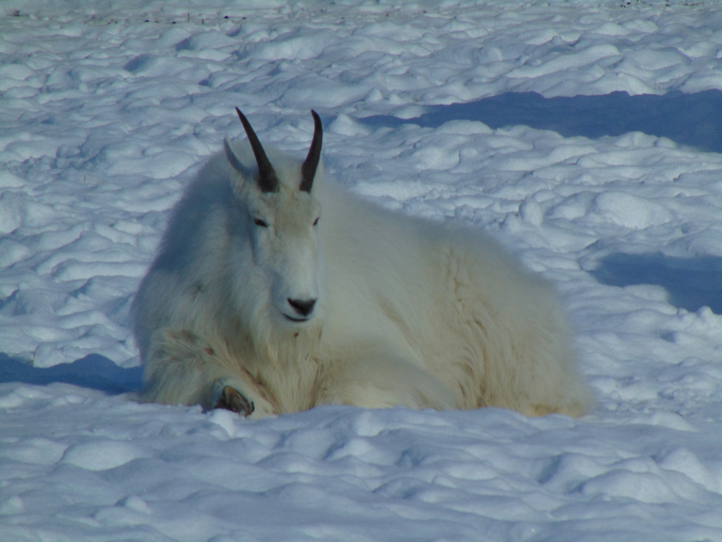 Rocky Mountain Goat (Oreamnos americanus)