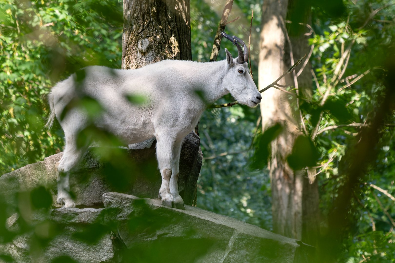 Rocky Mountain goat (Oreamnos americanus)