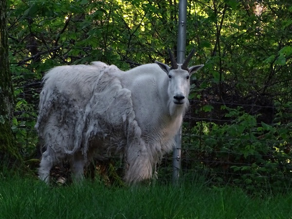 Rocky Mountain goat (Oreamnos americanus)