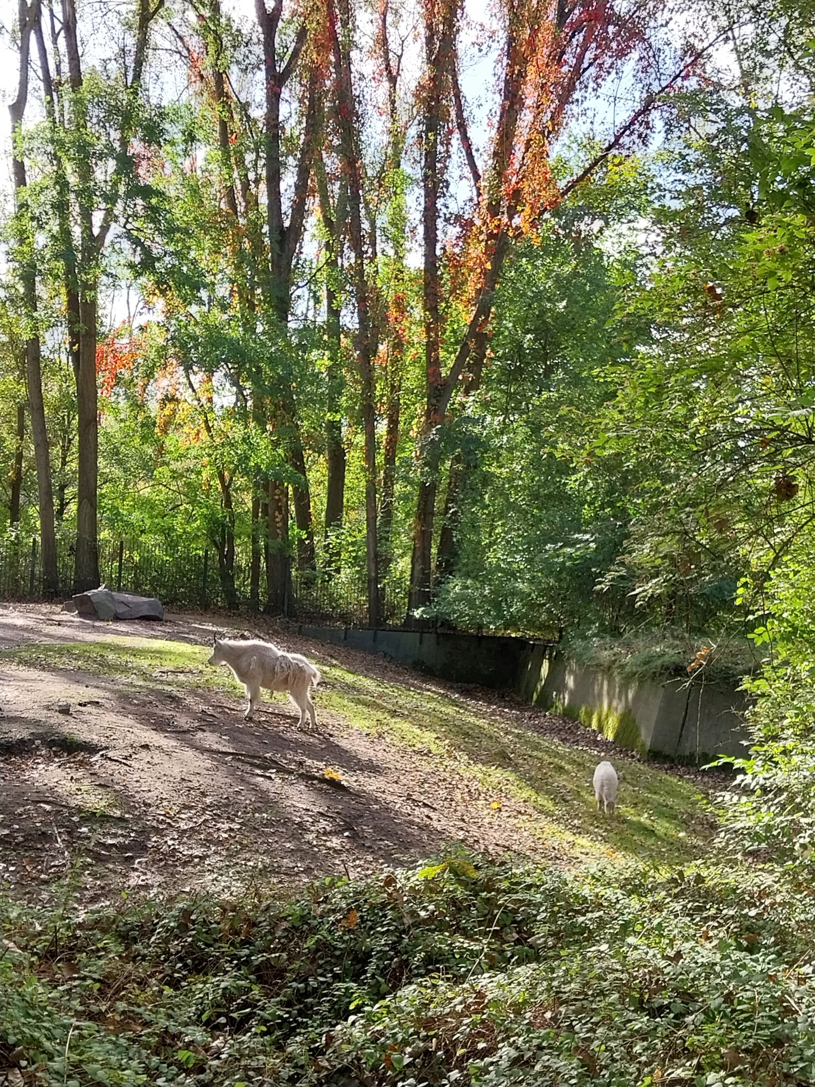 Rocky Mountain Goat (Oreamnos americanus)