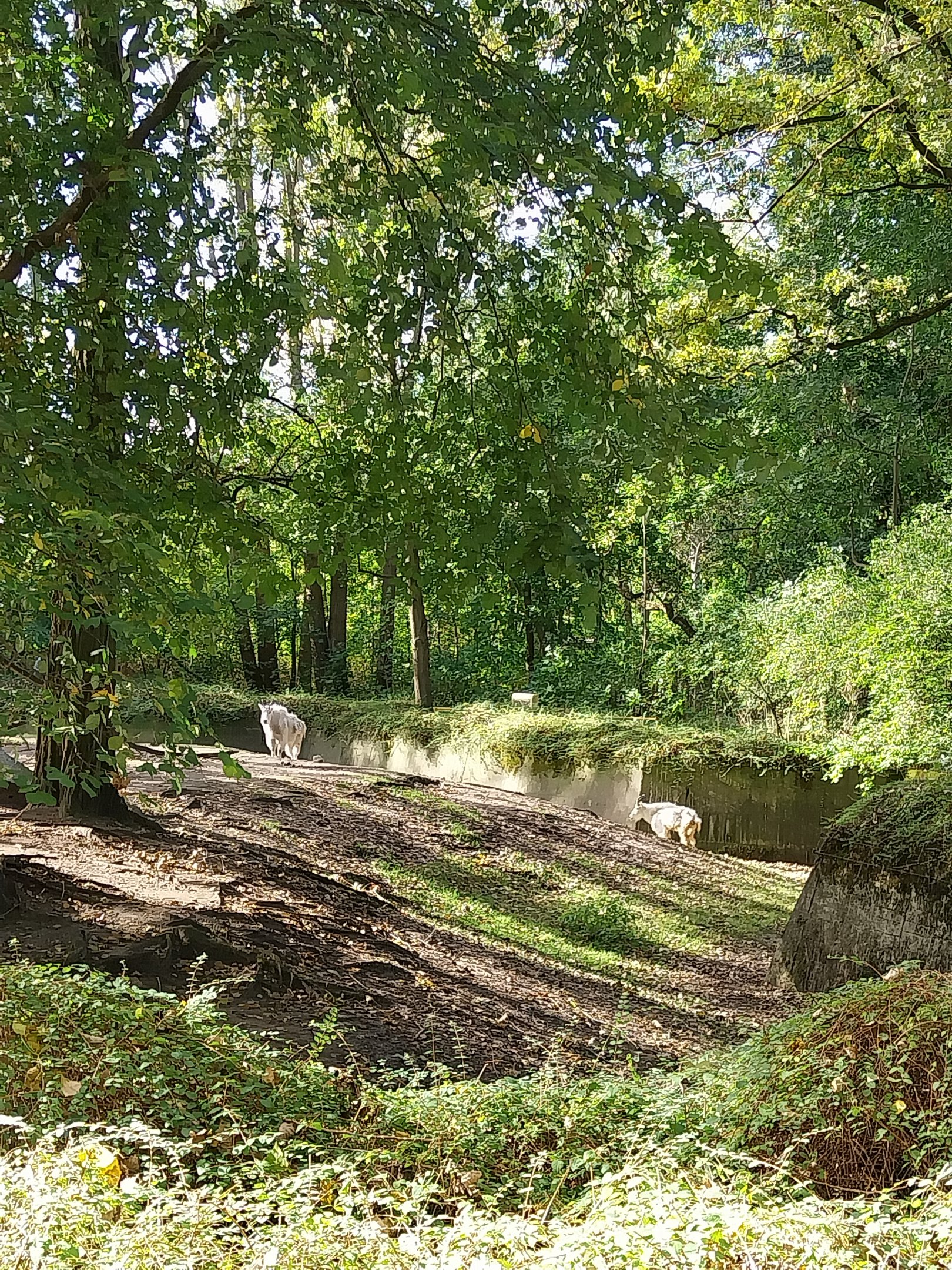 Rocky Mountain Goat (Oreamnos americanus)