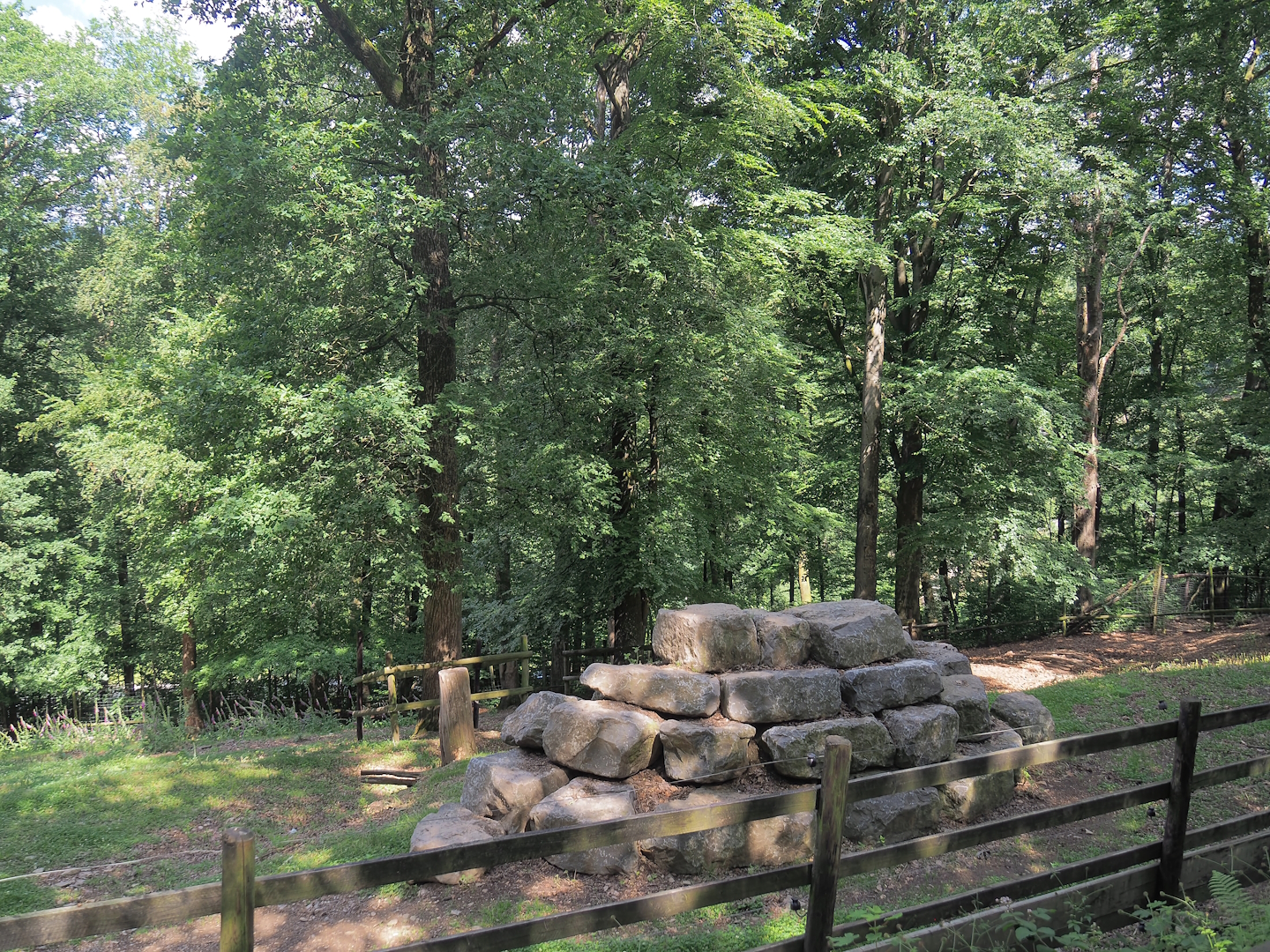 Rocky Mountain goat paddock, 2023-06-24