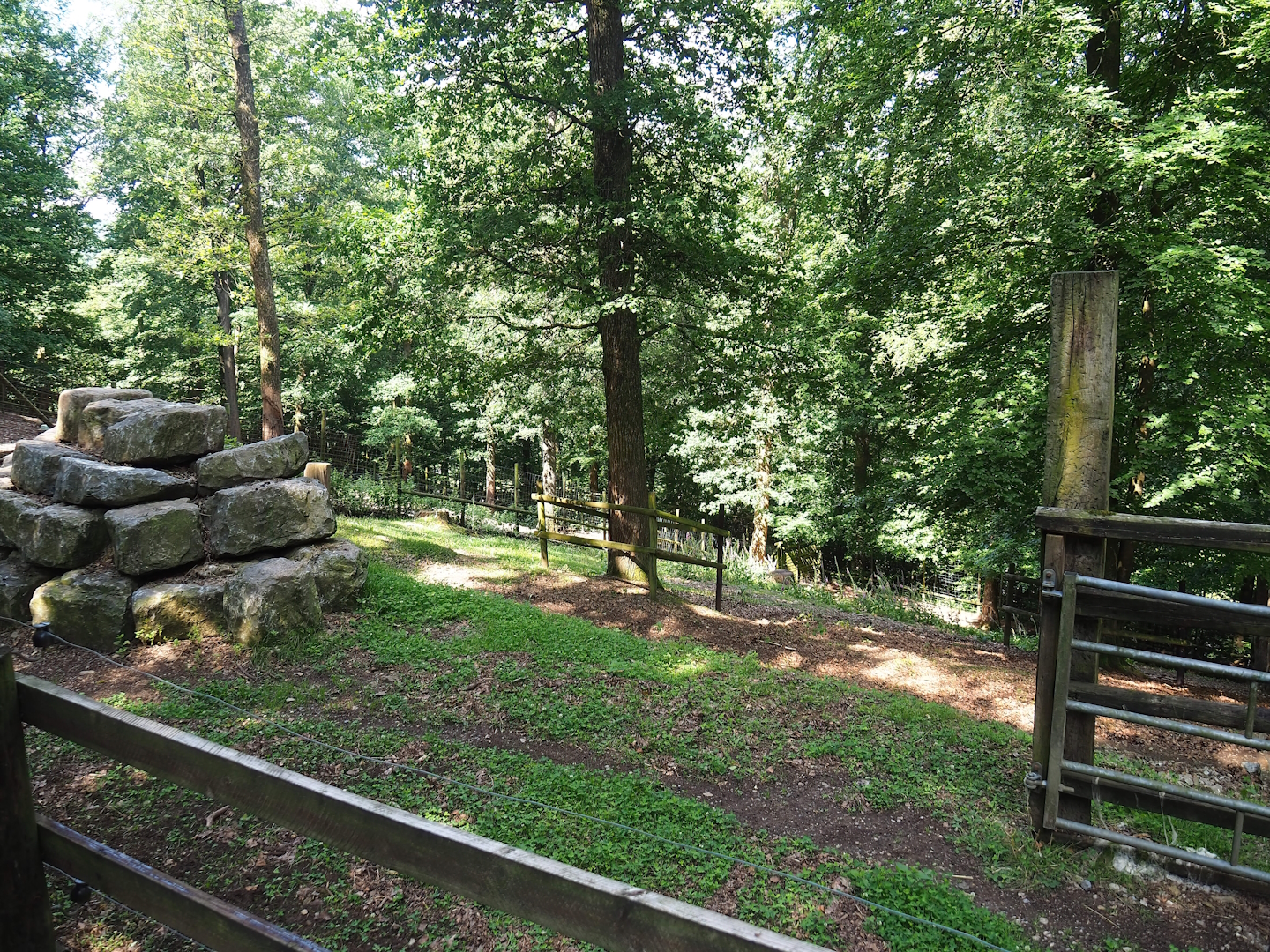 Rocky Mountain goat paddock, 2023-06-24