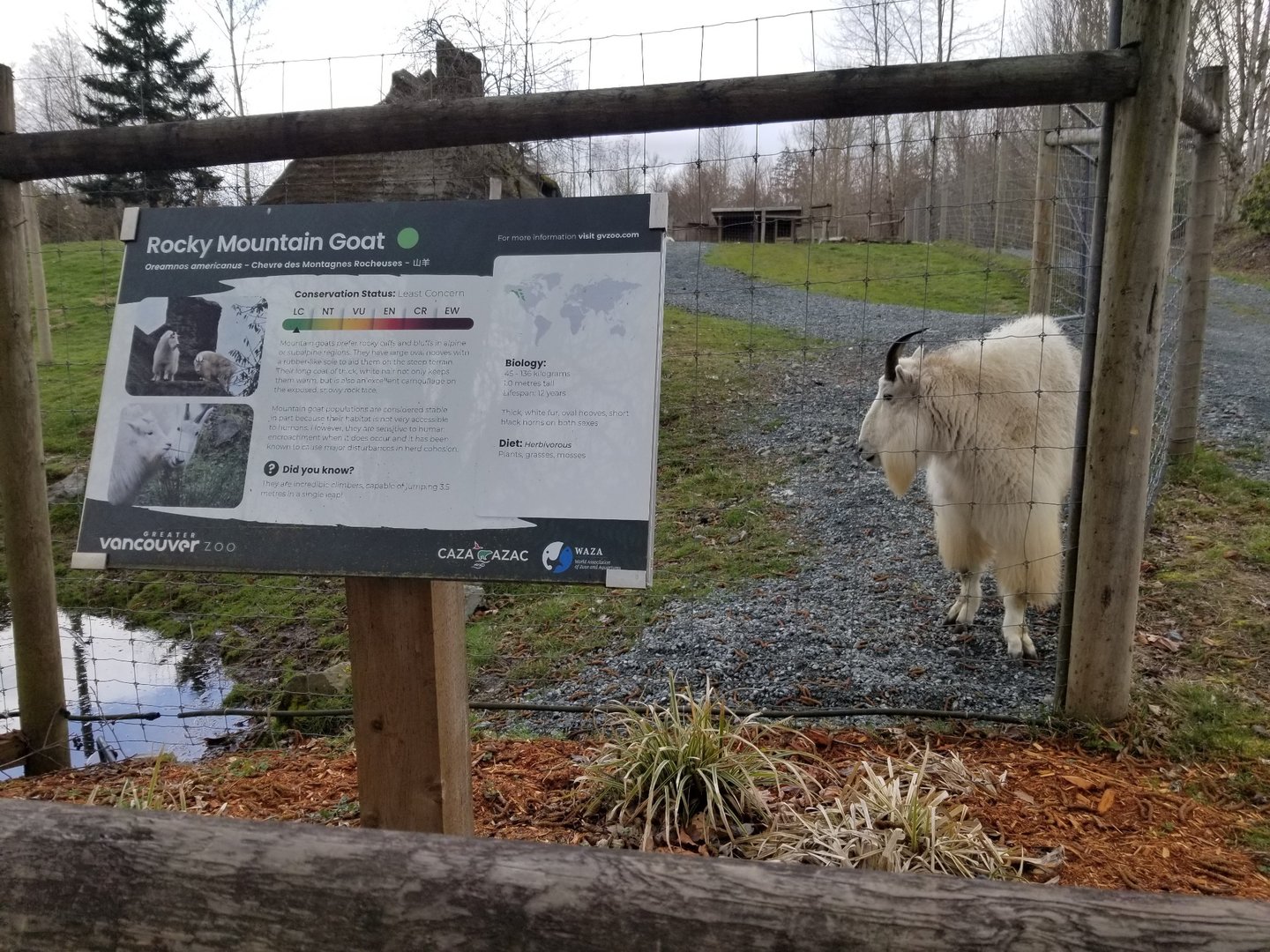 Rocky Mountain goat sign