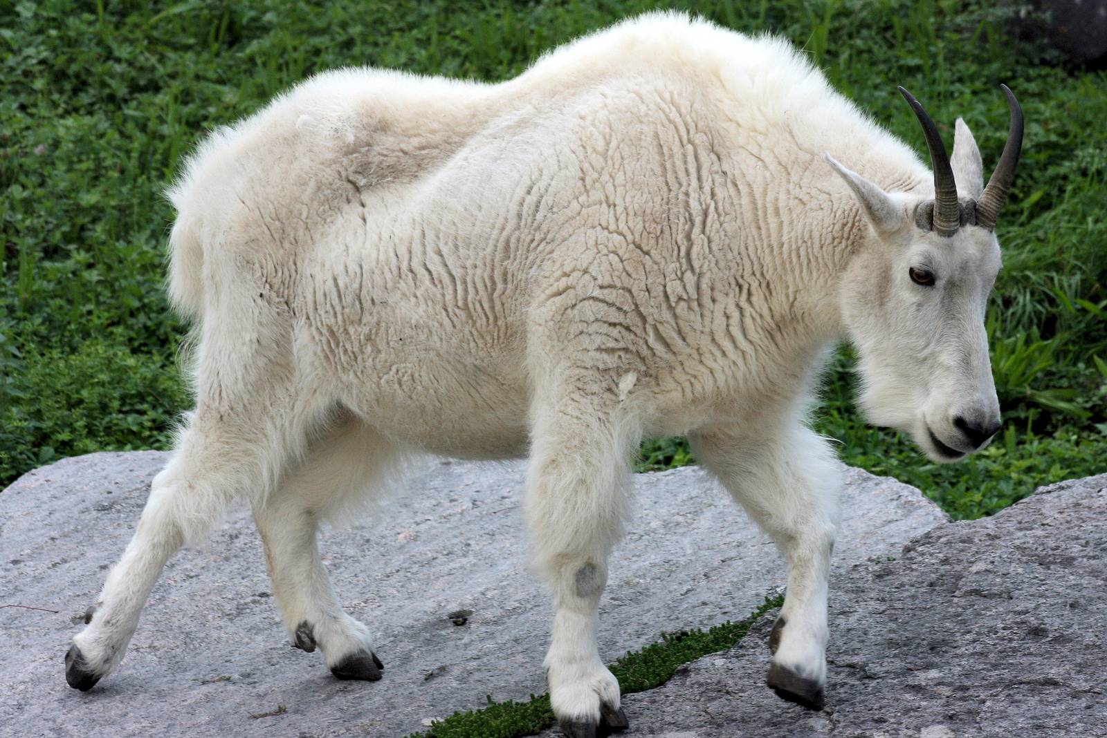 Rocky Mountain goat; Stuttgart; 4th September 2015