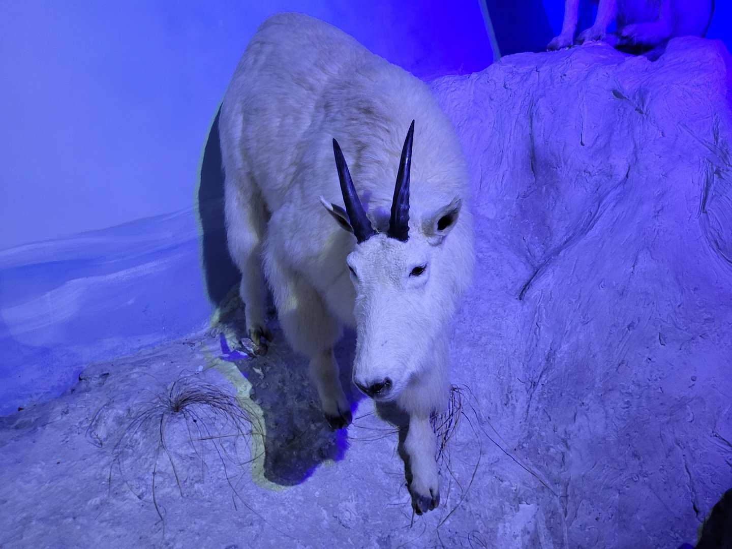 Rocky Mountain goat taxidermy -Parc Animalier des Pyrénées (2023)