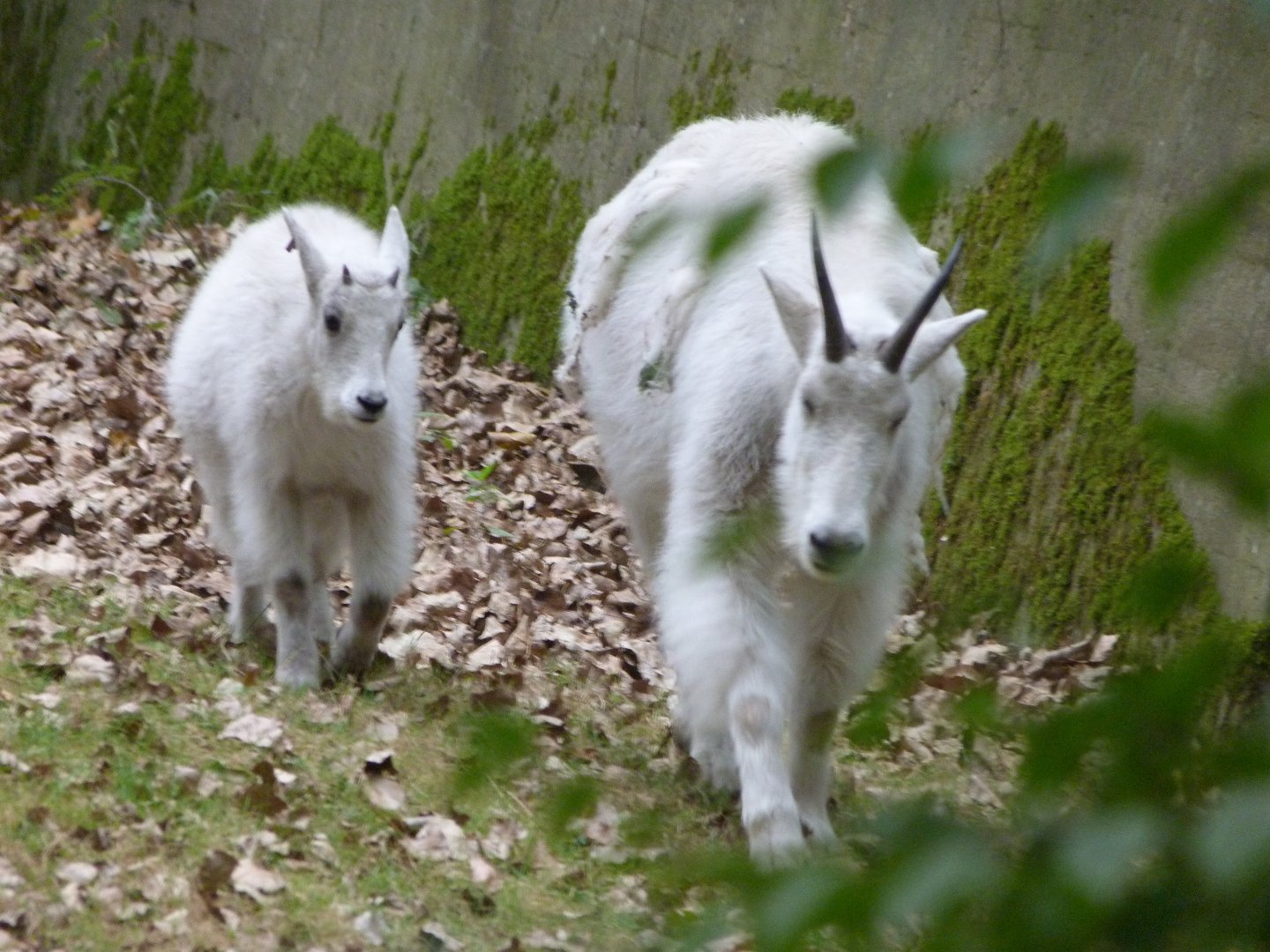 Rocky Mountain goat -Tierpark Berlin (2024)