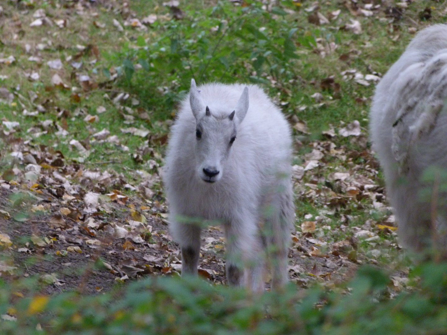 Rocky Mountain goat -Tierpark Berlin (2024)