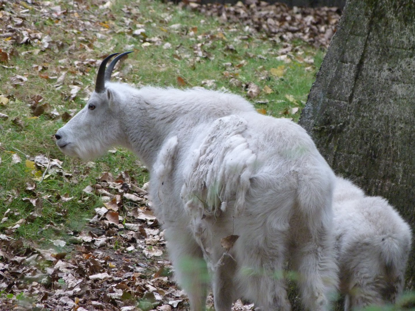 Rocky Mountain goat -Tierpark Berlin (2024)