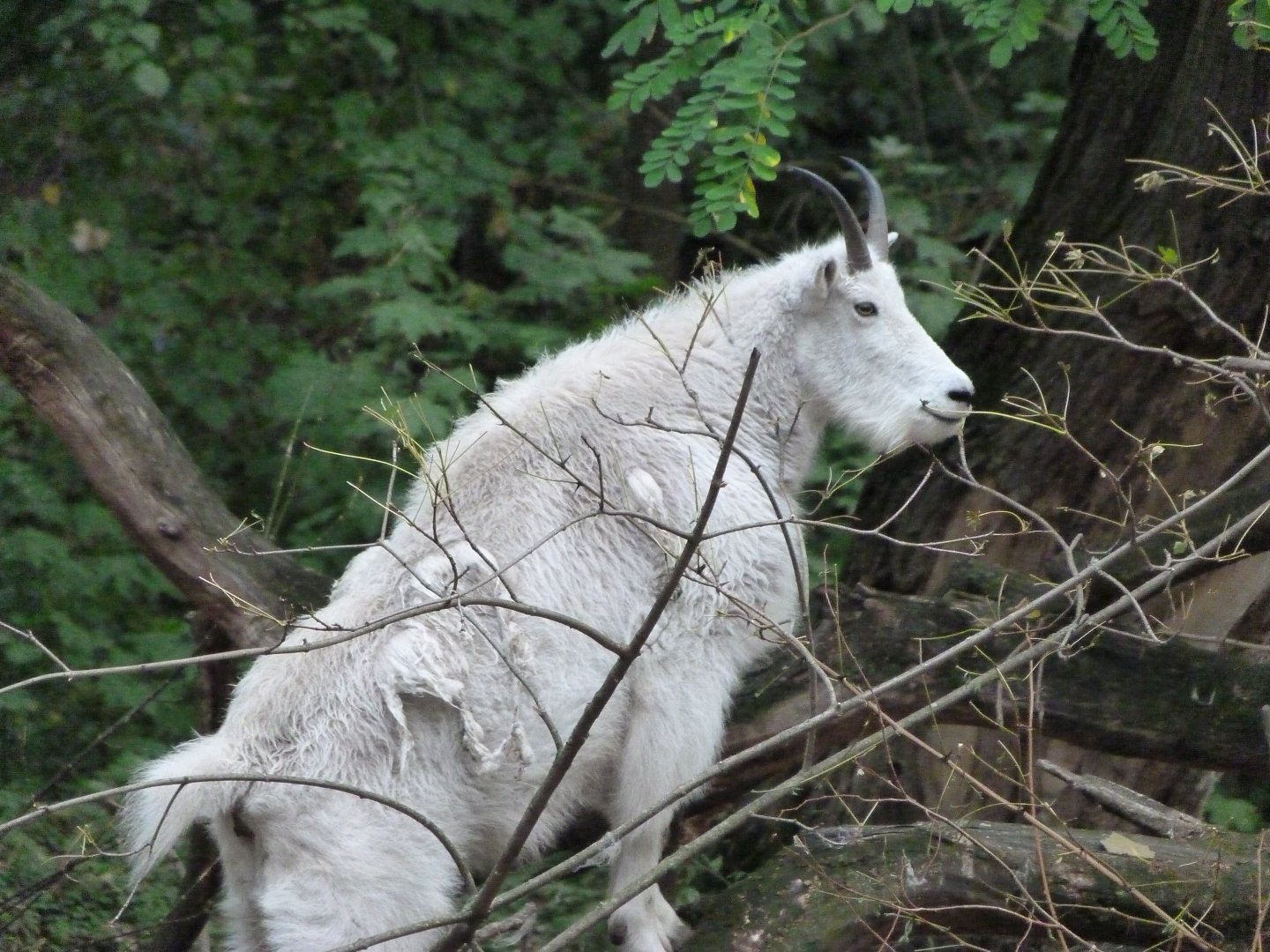 Rocky Mountain goat -Tierpark Berlin (2024)