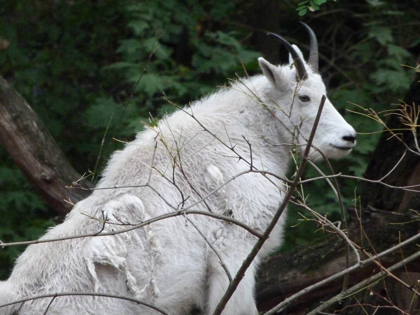 Rocky Mountain goat -Tierpark Berlin (2024)
