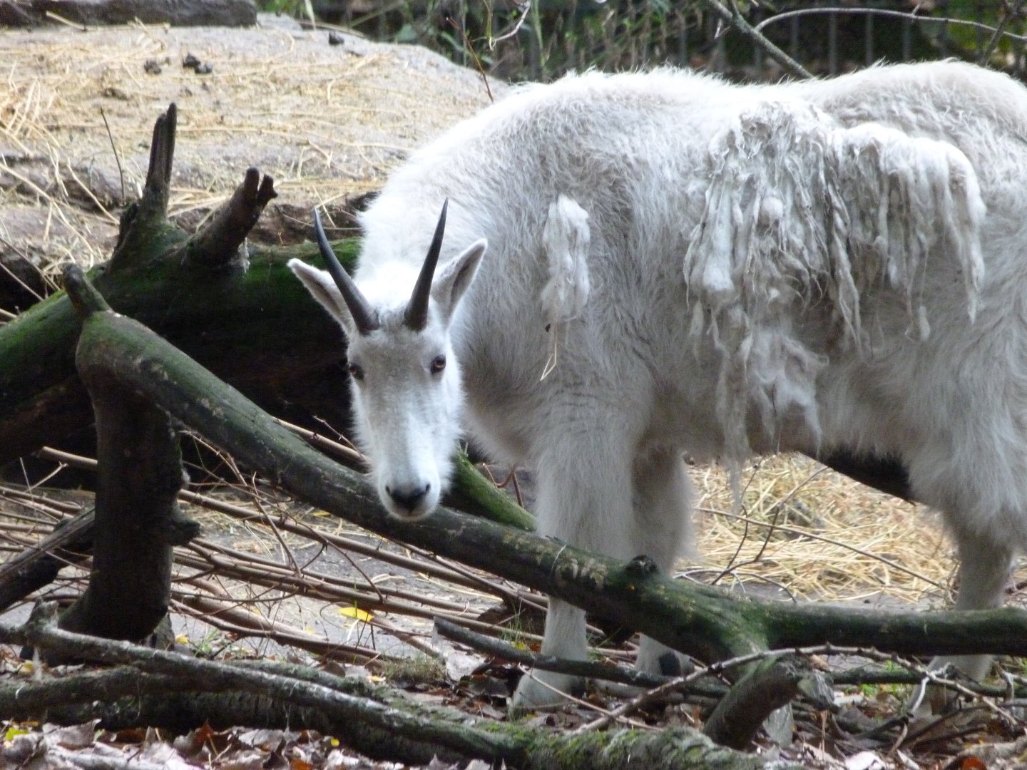Rocky Mountain goat -Tierpark Berlin (2024)