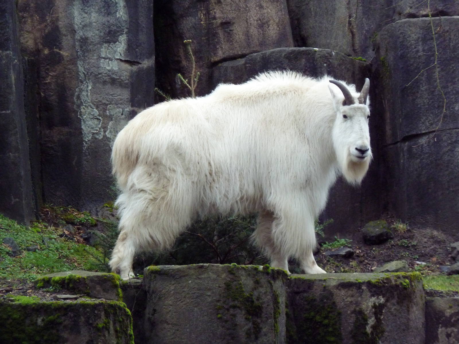 Rocky Mountain Goat