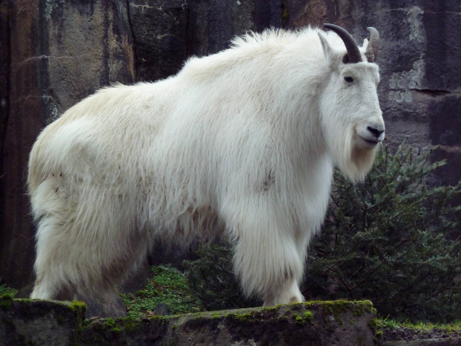 Rocky Mountain Goat
