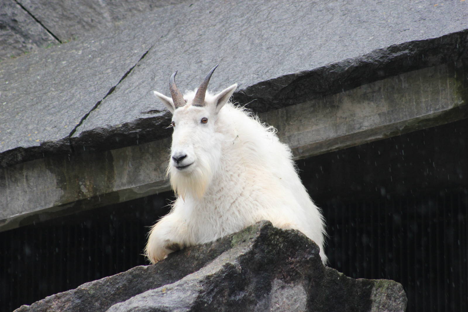 Rocky mountain goat