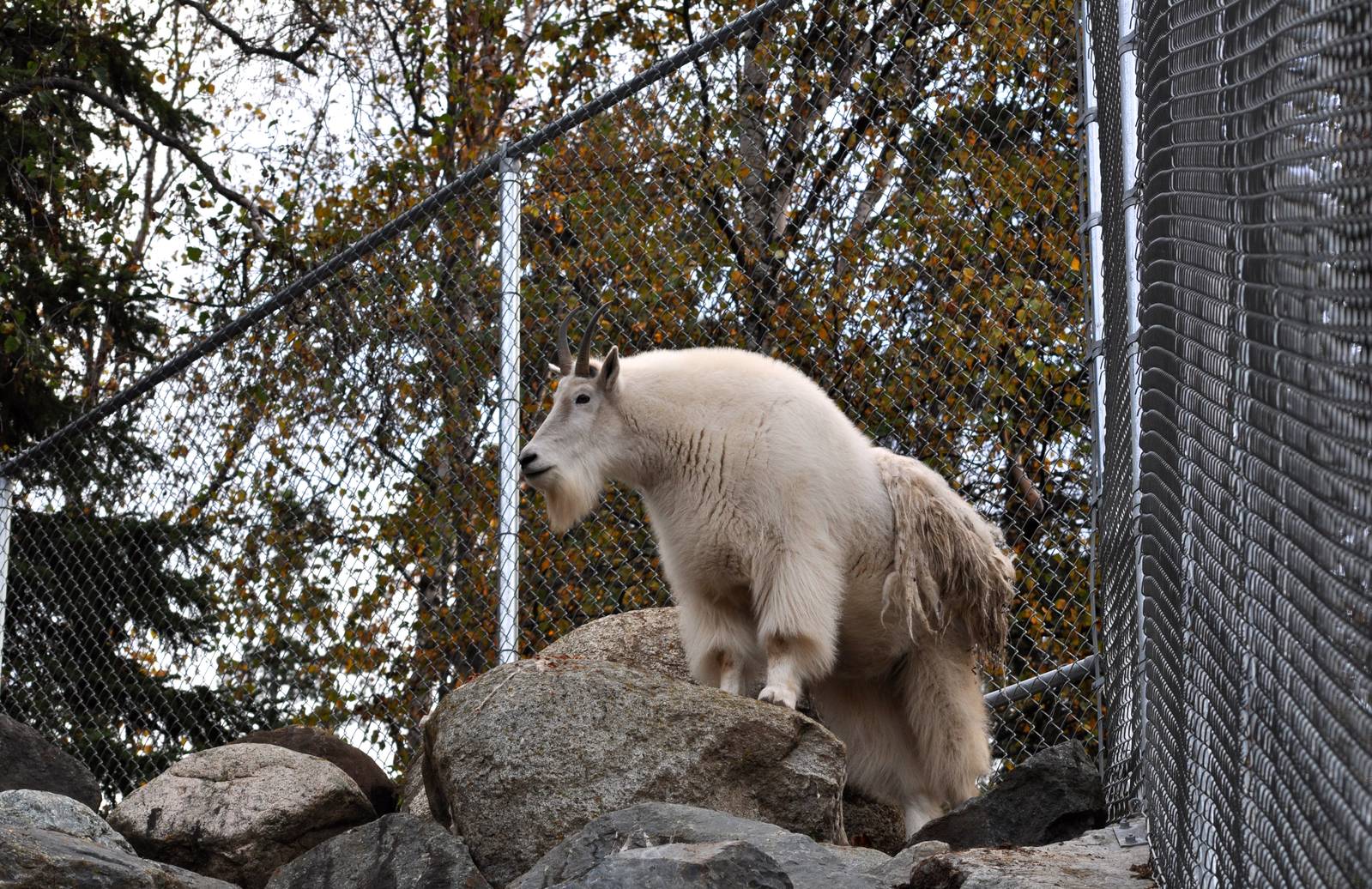 Rocky Mountain Goat