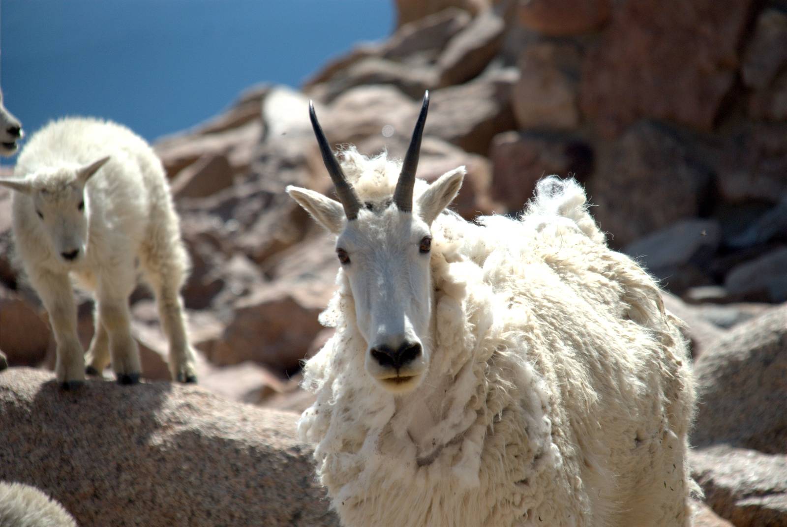 Rocky Mountain Goat