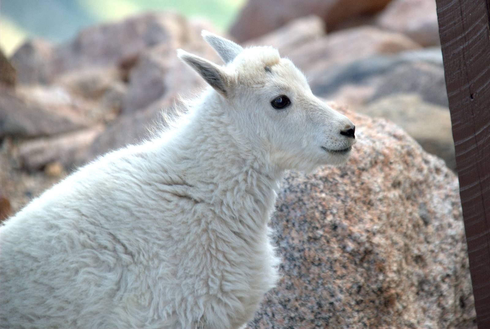 Rocky Mountain Goat