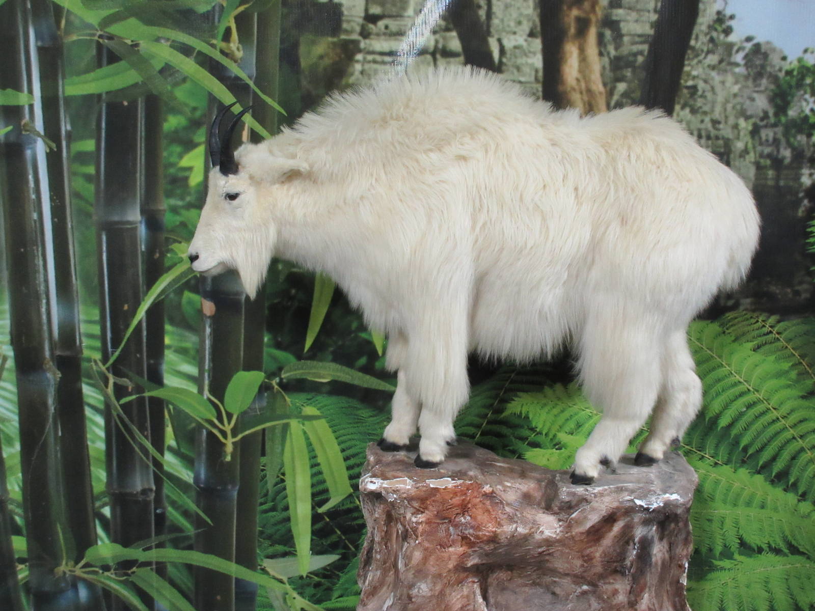Rocky Mountain Goat