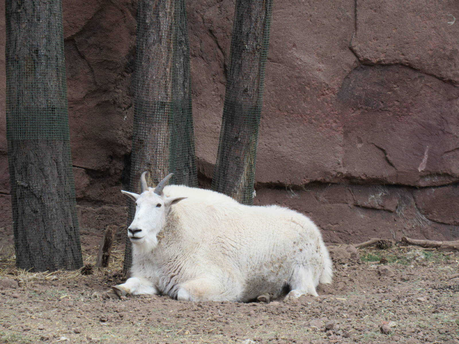 Rocky Mountain Goat