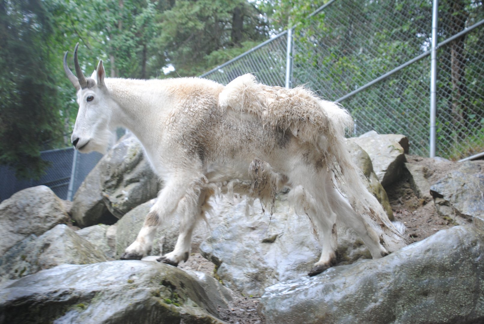 Rocky Mountain Goat
