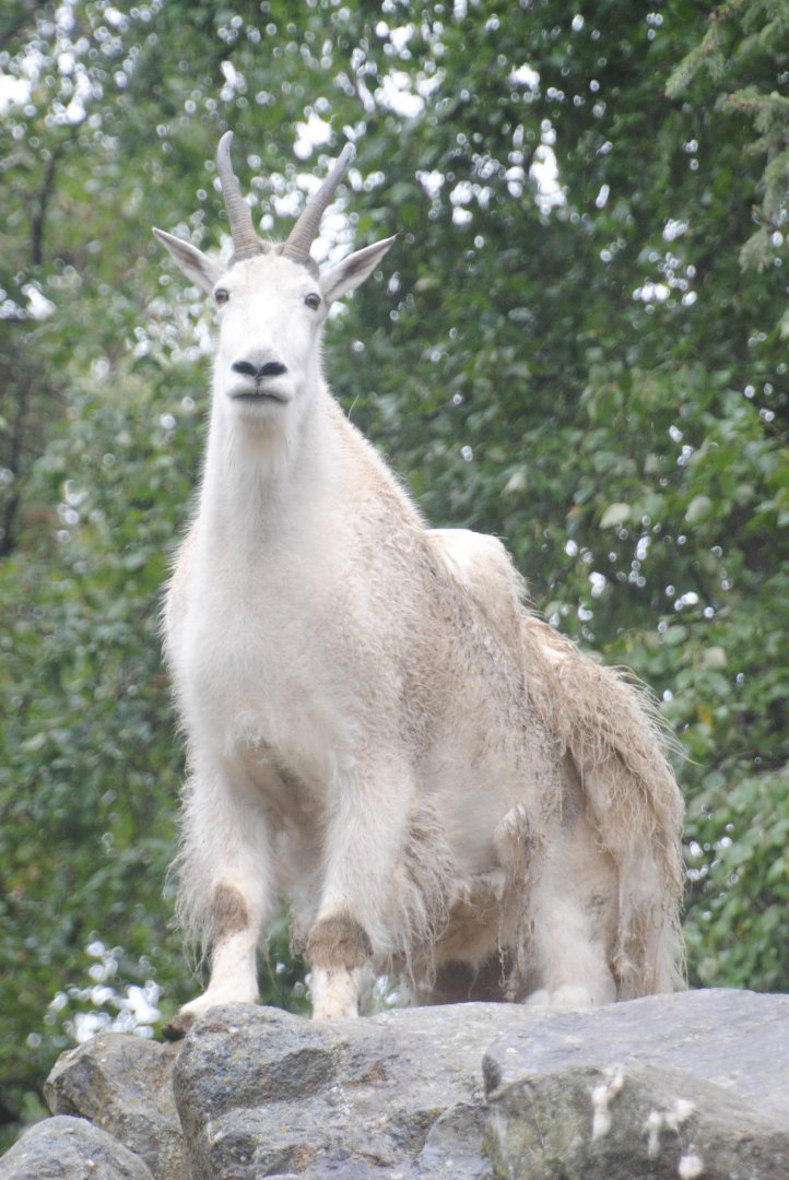 Rocky Mountain Goat