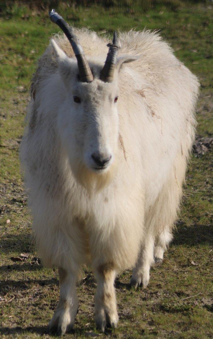 Rocky Mountain goat