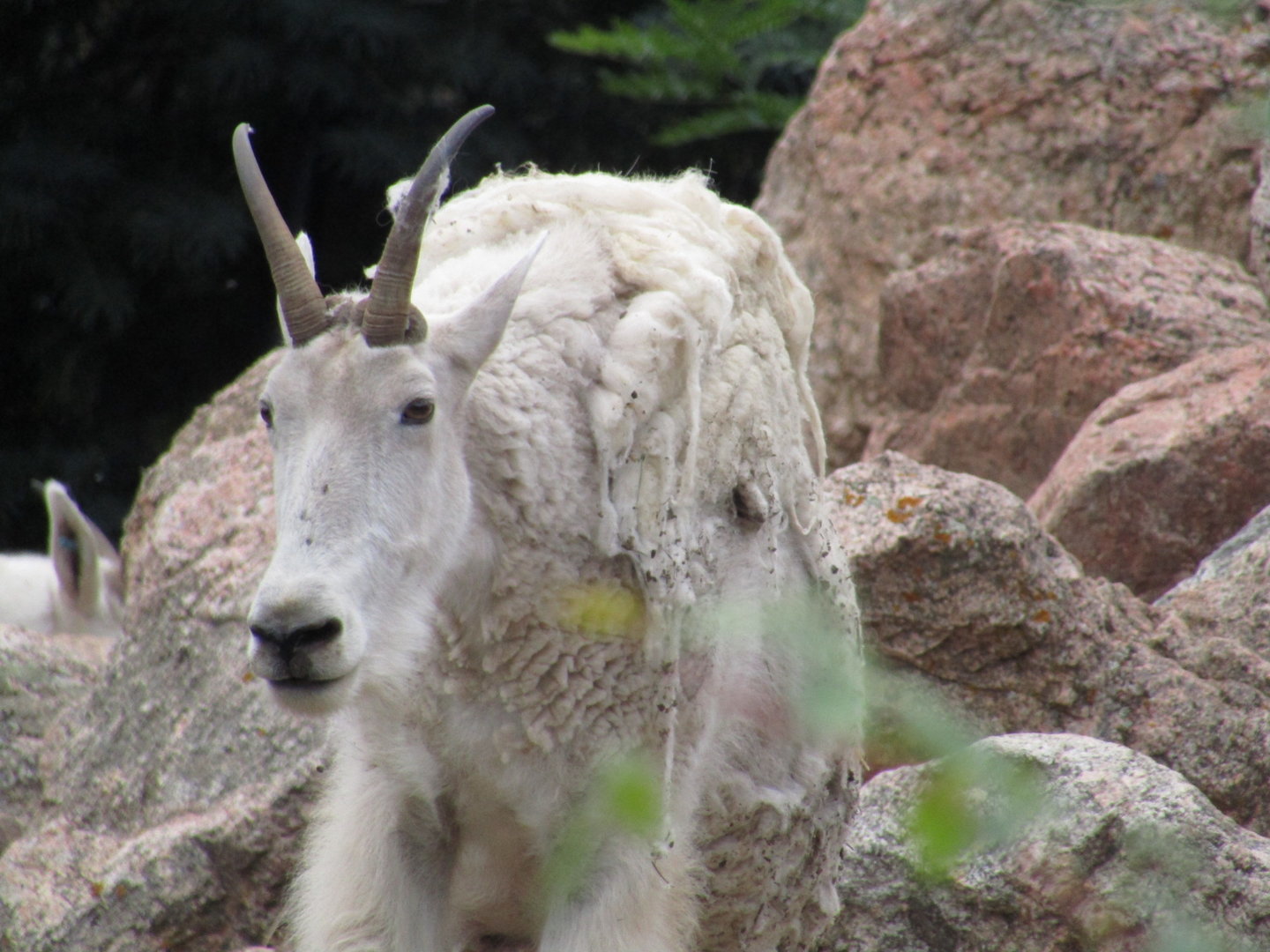 Rocky Mountain Goat