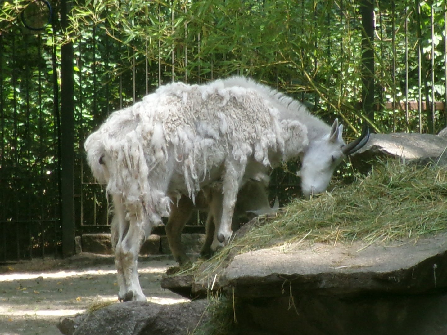 Rocky Mountain goat