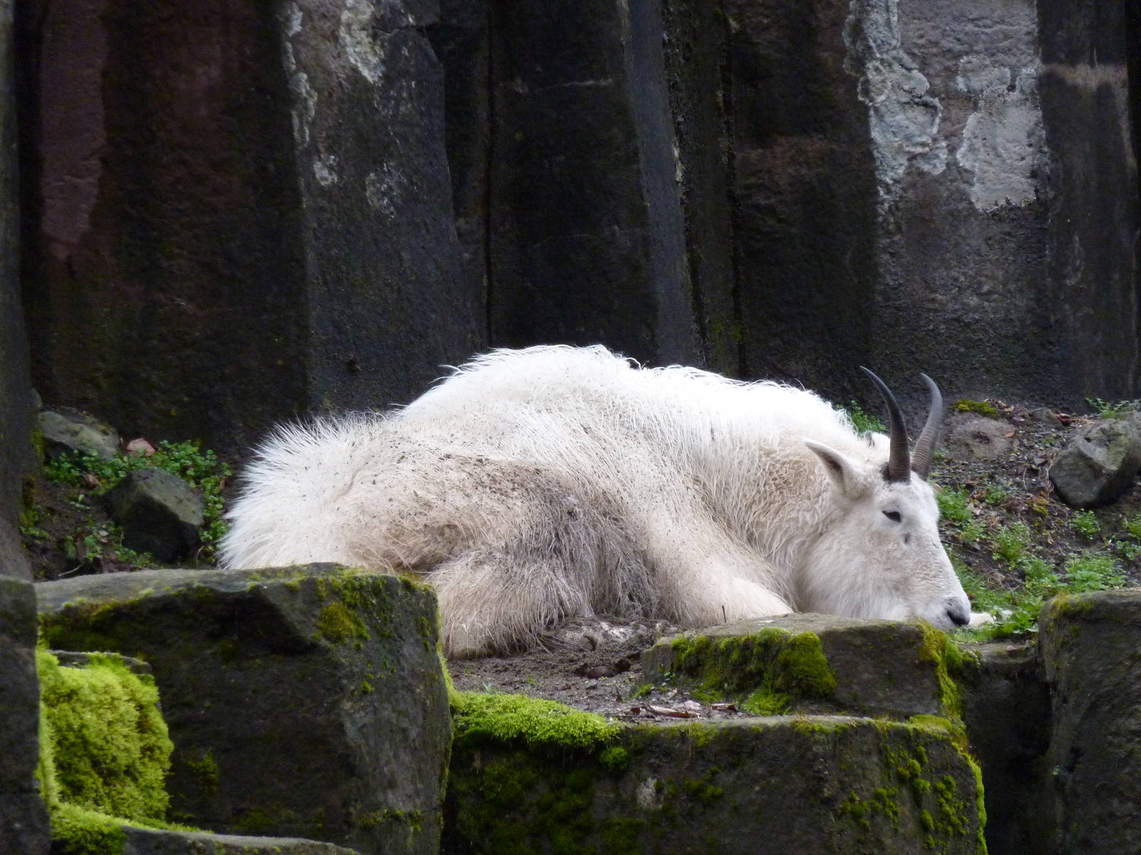 Rocky Mountain Goat