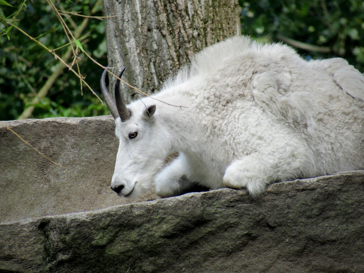 Rocky Mountain goat