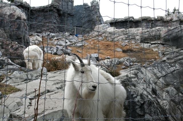 Rocky Mountain Goat