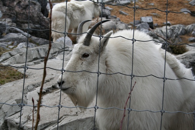 Rocky Mountain Goat