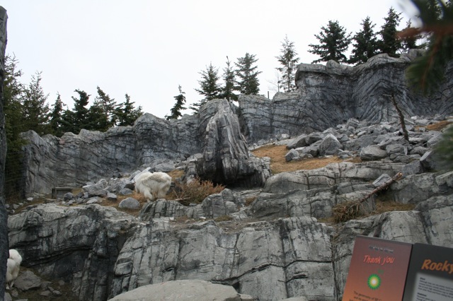 Rocky Mountain Goat