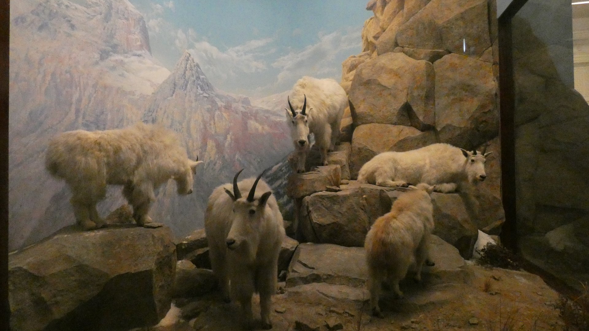 Rocky Mountain Goats, American Wilderness Display - Feb. 2022