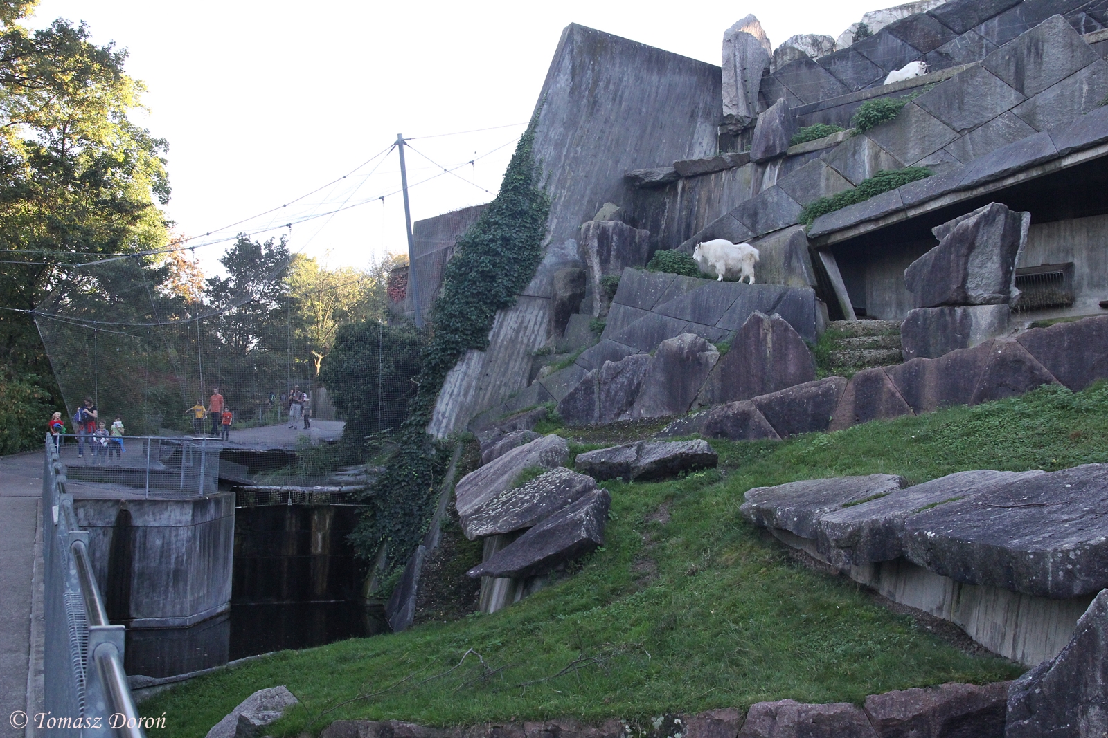 Rocky Mountain Goats paddock