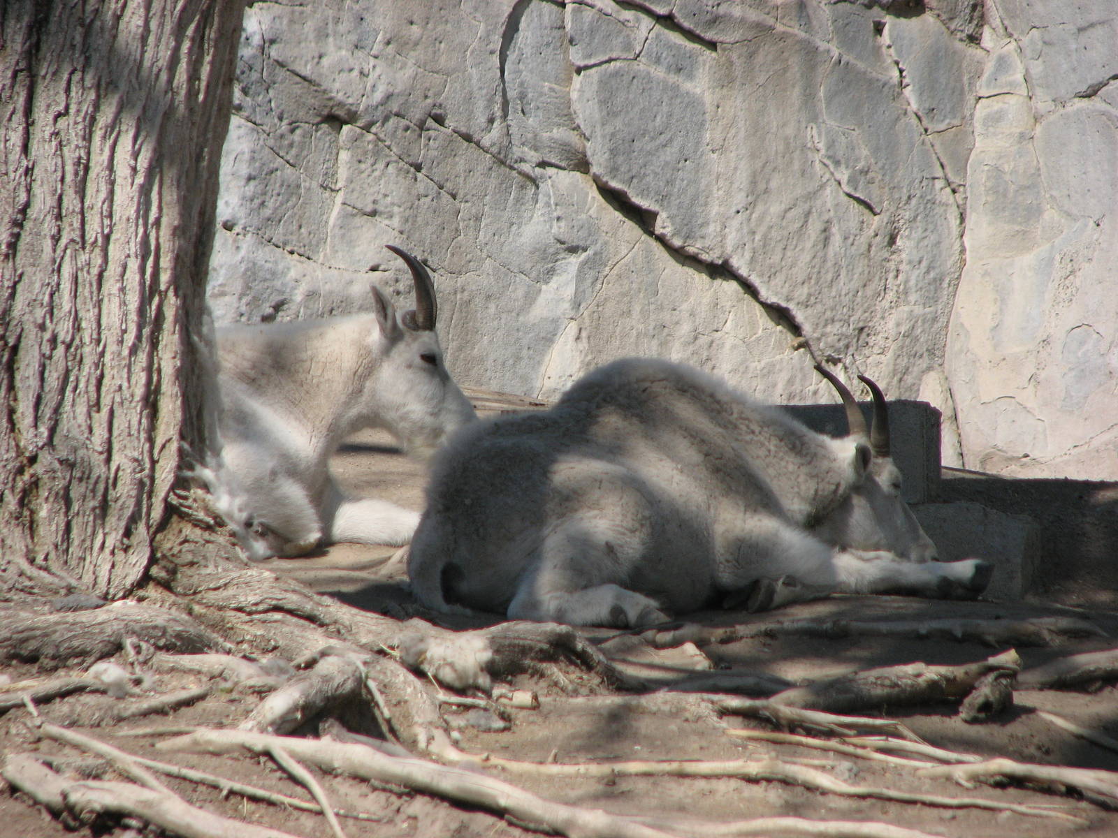 Rocky Mountain Goats