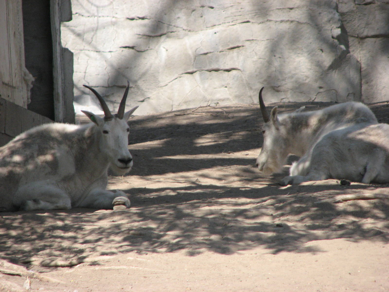Rocky Mountain Goats
