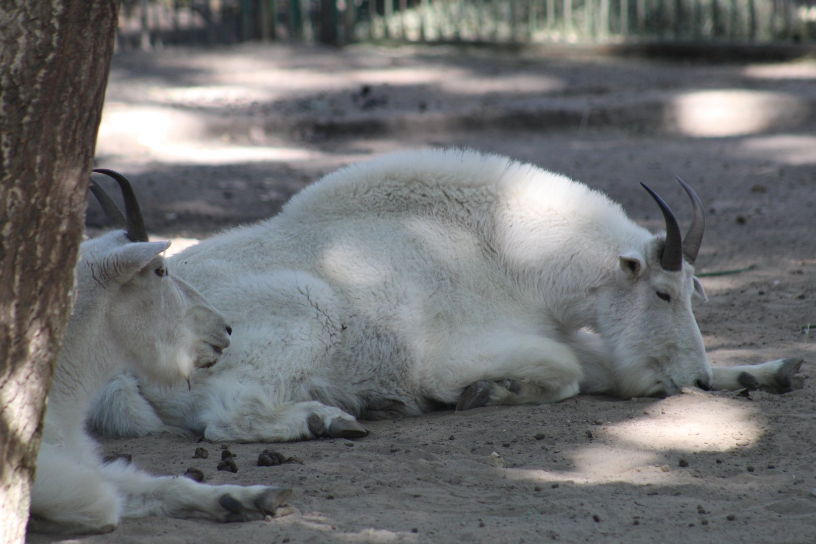 Rocky Mountain Goats
