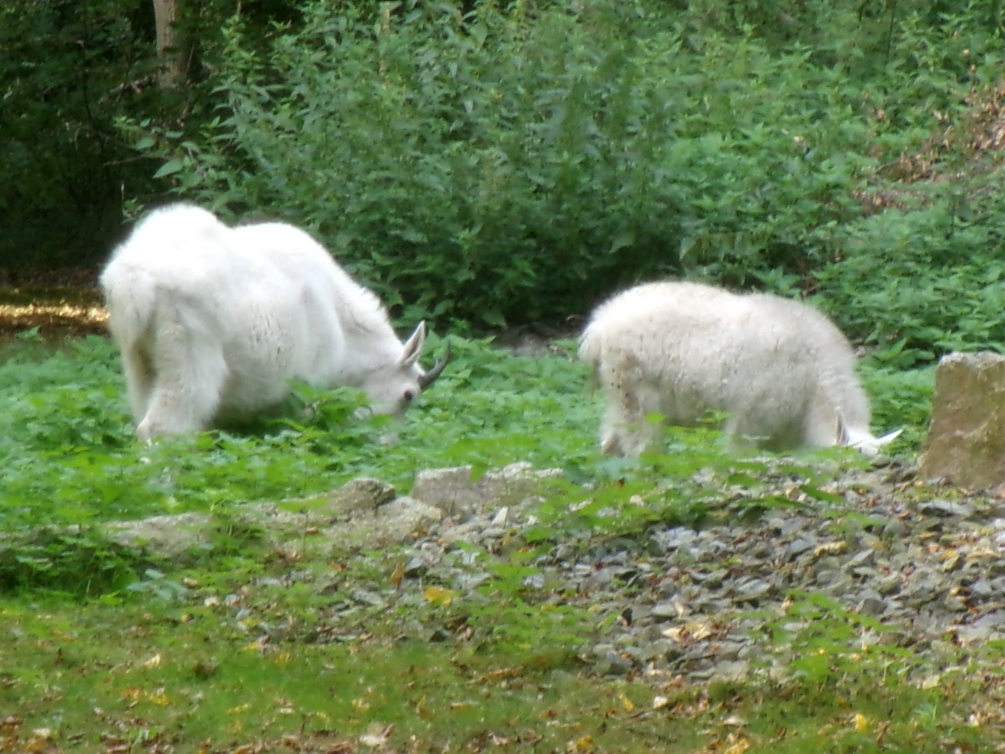Rocky mountain goats