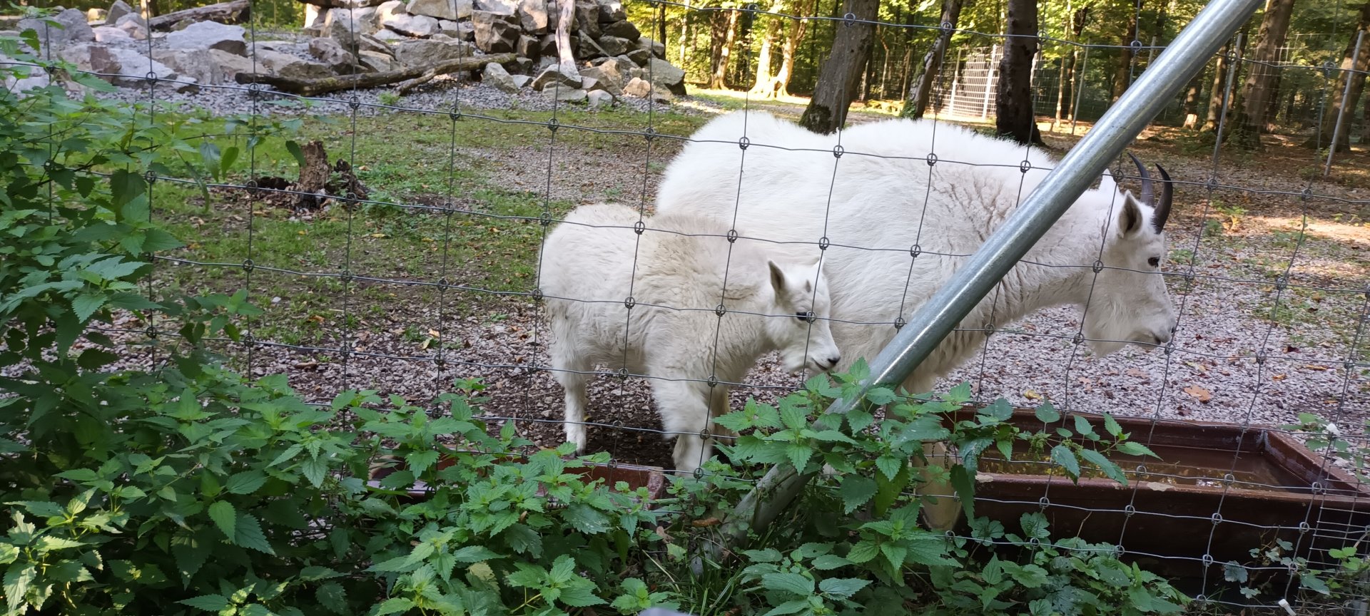 Rocky mountain Goats