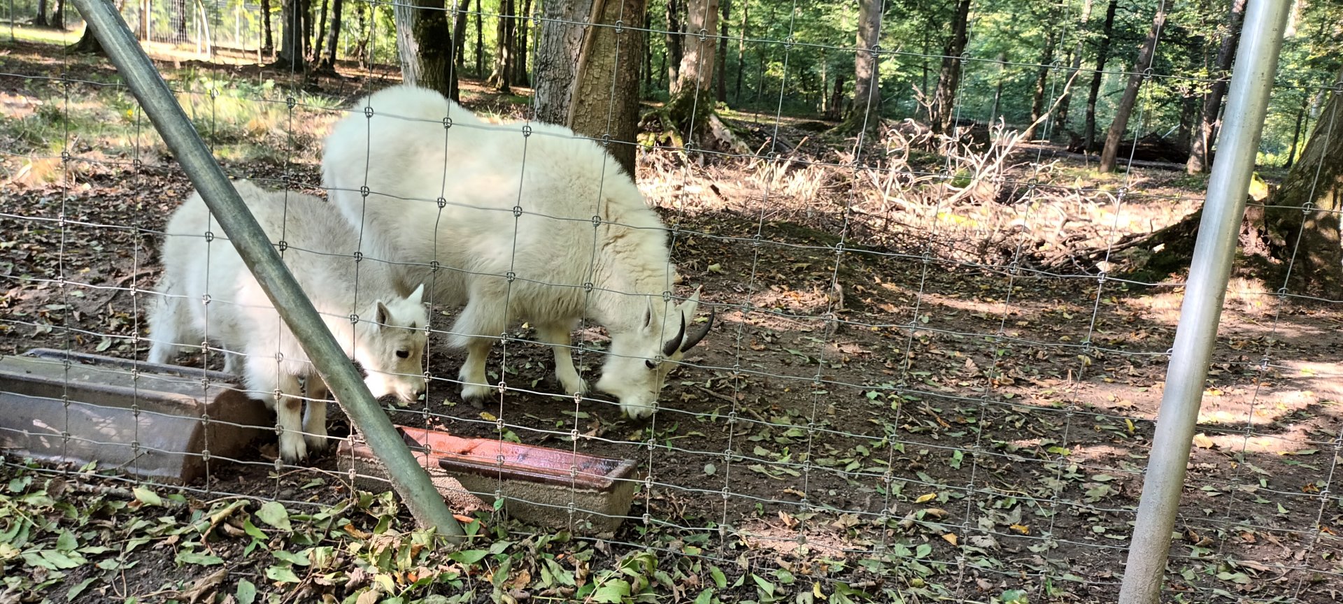 Rocky mountain Goats