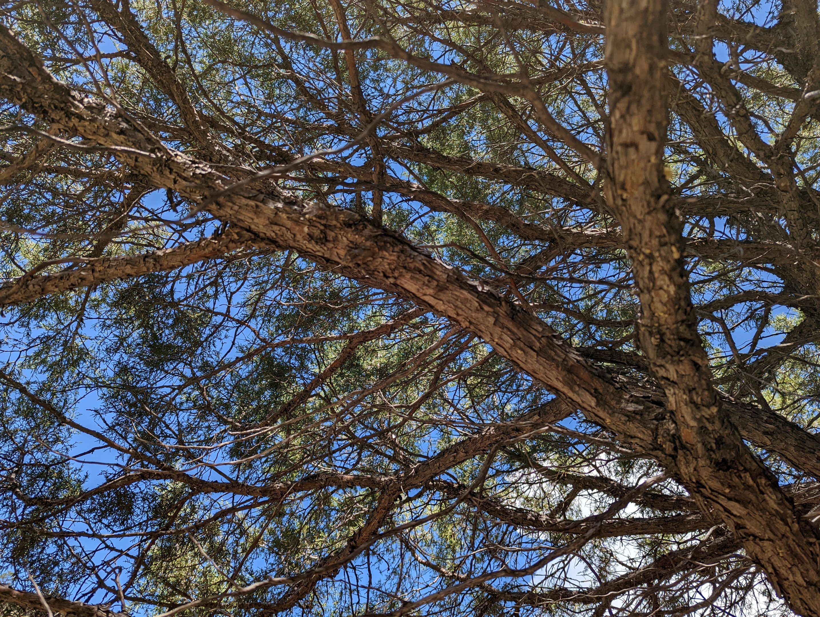 Rocky mountain juniper (Juniperus scopulorum)