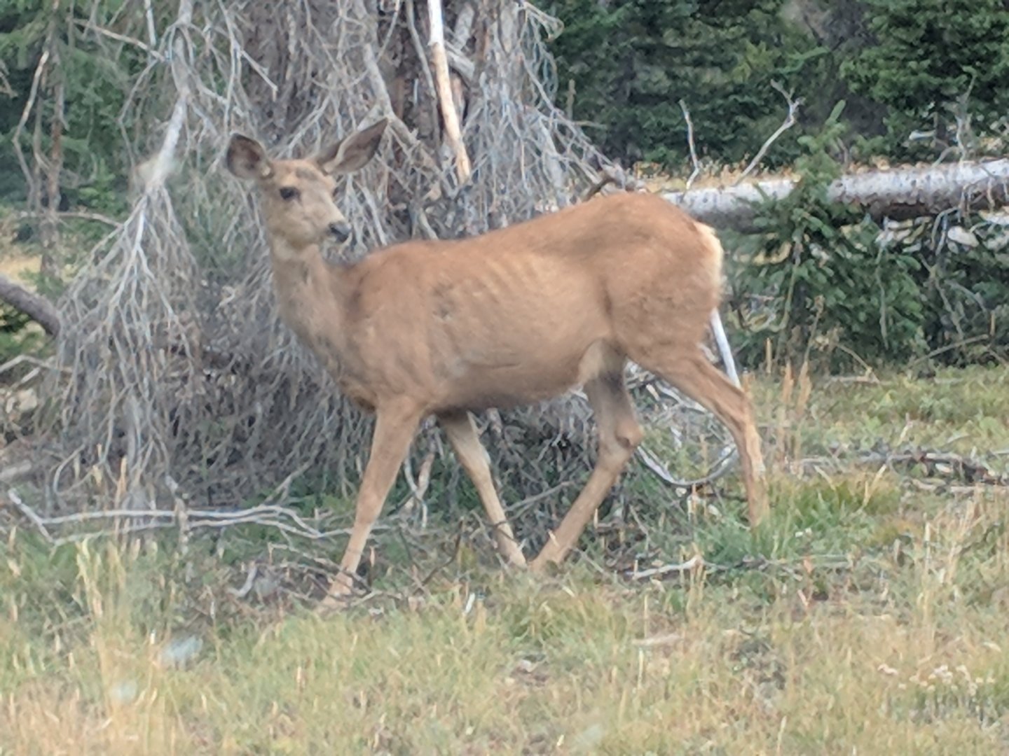 Rocky mountain mule deer (Odocoileus hemionus hemionus)