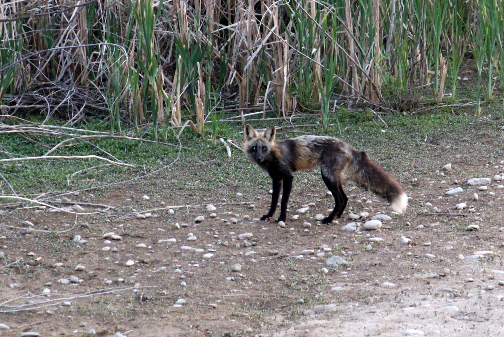 Rocky Mountain Red Fox (cross morph)