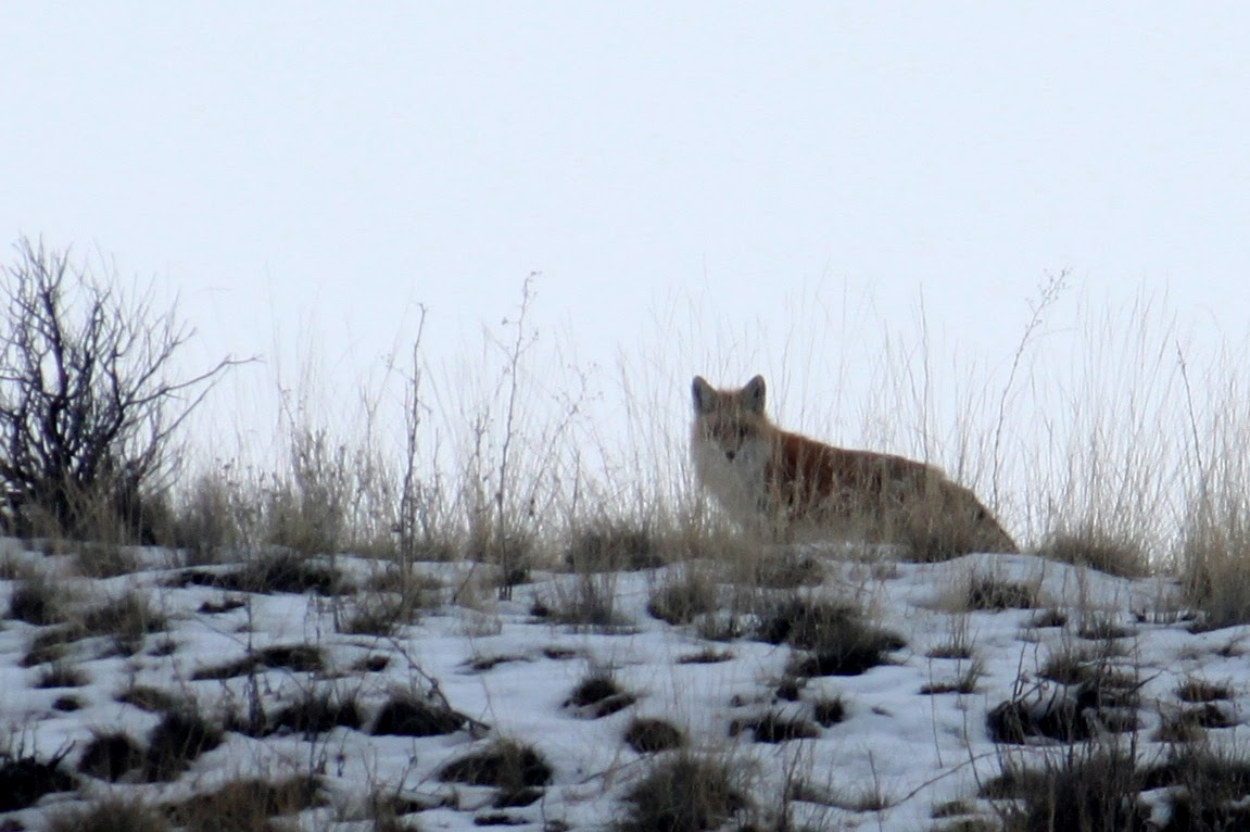 Rocky Mountain Red Fox