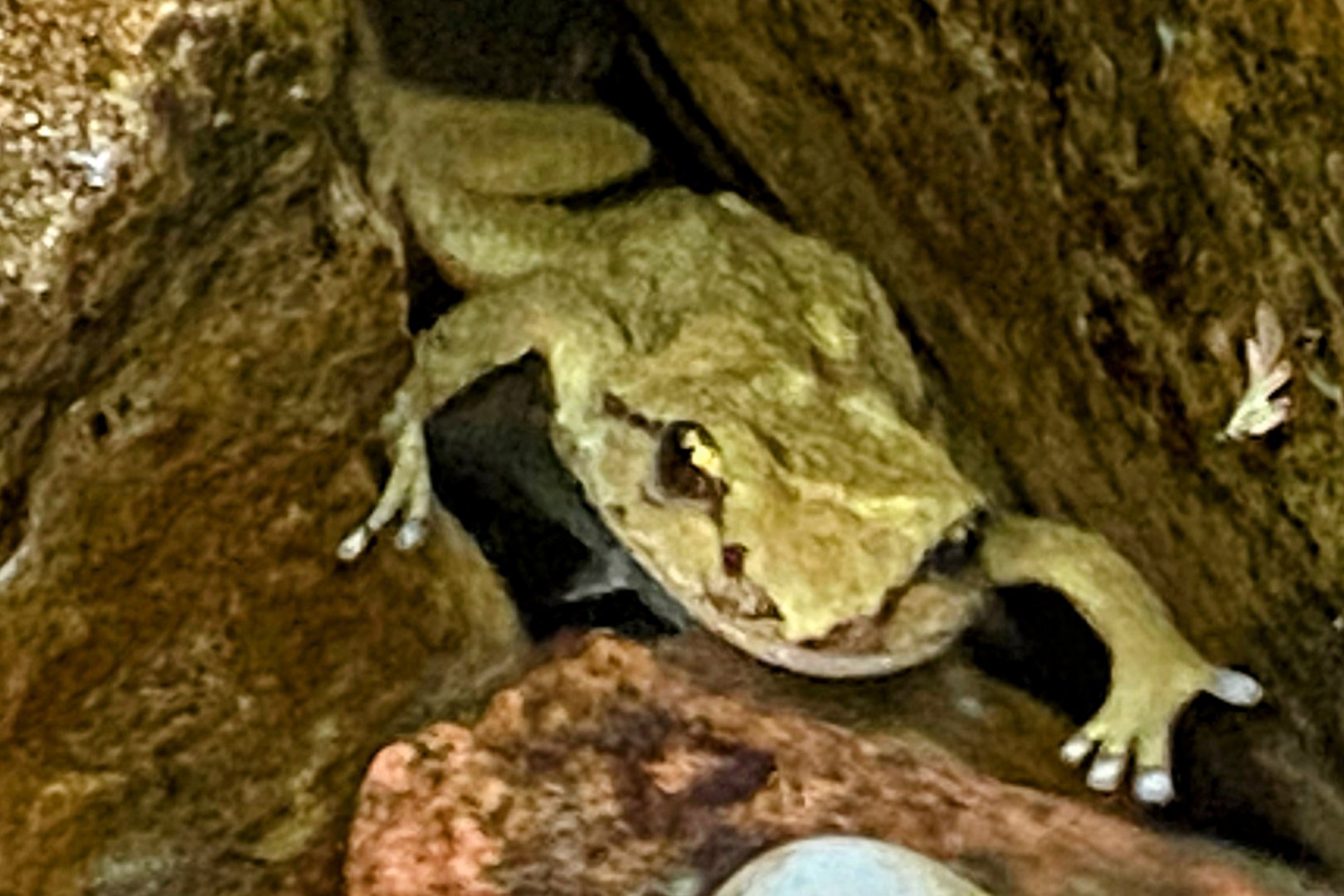 Rocky Mountain Tailed Frog
