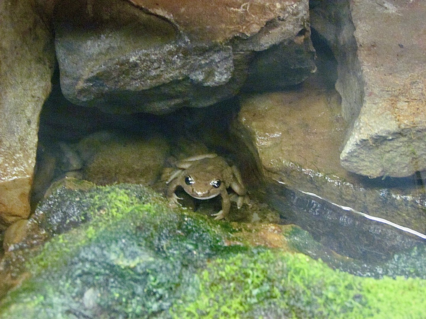 Rocky Mountain Tailed Frog